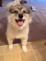 Close Up - A Keeshond is looking up and standing in a doorway with its front paws on a tan tiled floor and its back legs on a tan carpet. Its mouth is open and tongue is out
