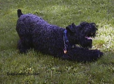 A black Kerry Blue Terrier is kneeling down in grass to chew on a stick.