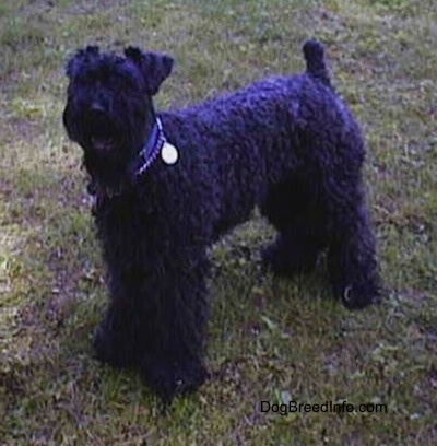 A black Kerry Blue Terrier is standing in grass and looking up. Its mouth is open.