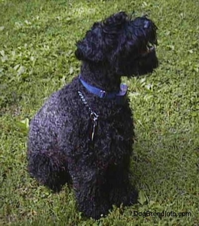 A black Kerry Blue Terrier is sitting in grass and looking up and to the left. Its mouth is open