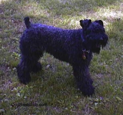 Side view - A black Kerry Blue Terrier is standing in grass facing the right and its mouth is open