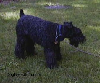 A black Kerry Blue Terrier is standing in grass outside looking at a stick.