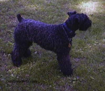 Side view - A black Kerry Blue Terrier is standing in grass and it is looking to the left