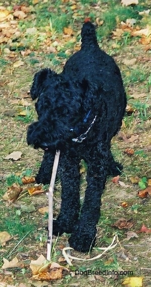 A black Kerry Blue Terrier is standing in grass and chewing on a long stick