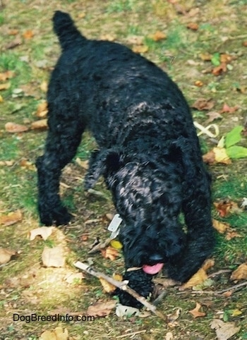 A shiny black Kerry Blue Terrier is walking in grass past a stick with its head down.