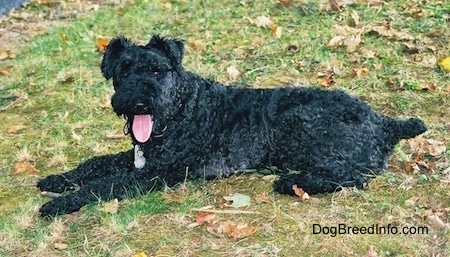 Side view - A black Kerry Blue Terrier is laying in grass with its tongue hanging out looking very pink against the dogs shiny black coat.