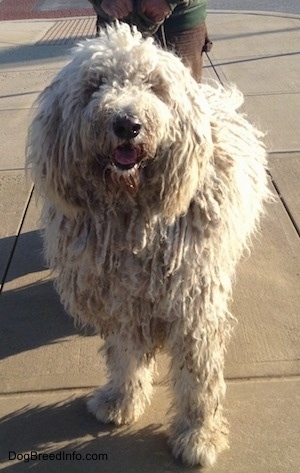Head on view - A white Corded Komondor is standing on a sidewalk, its mouth is open and tongue is out. There is a person behind it