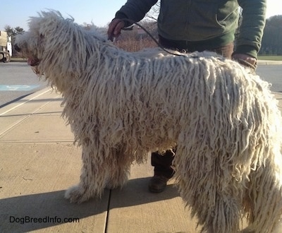 A white Corded Komondor is standing on a sidewalk and looking across the street, its mouth is open and tongue is out. There is a person behind it