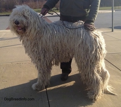 A large white Corded Komondor dog is standing at a corner of a street. There is a person behind it.