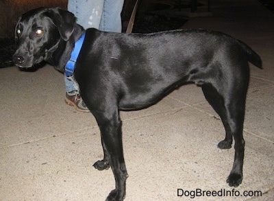 A black Lab-Pointer dog is wearing a blue collar standing on concrete, there is a person behind it