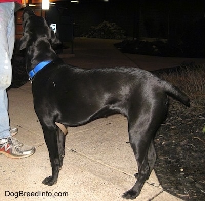 A black Lab-Pointer is standing on a sidewalk where the sidewalk curves off to the right. There is mulch next to the walkway. The Lab-Pointer is looking up at the person in front of it.