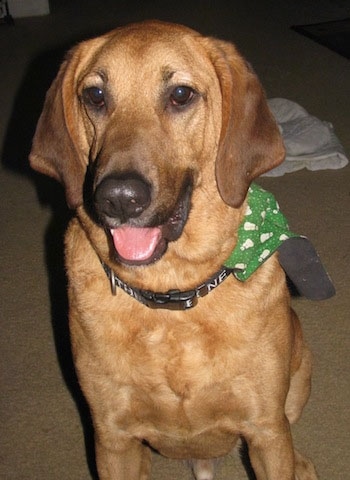 A tan Labloodhound is sitting on a tan carpet and it is wearing a green and white bandana. There is a small white blanket on the floor behind it.