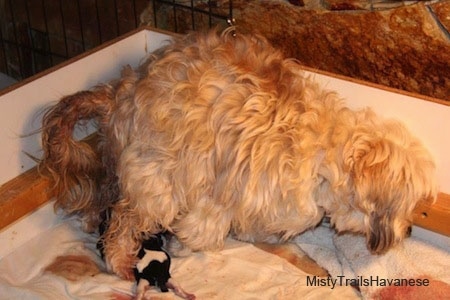 The right side of dam that is standing across a blanket on a whelping box and it is preparing to give birth.