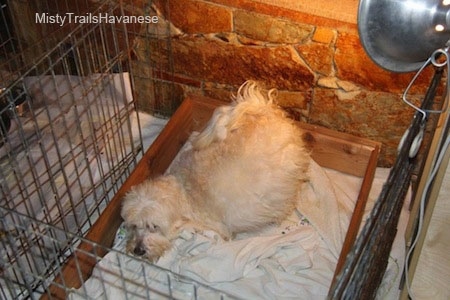 A Dam is laying on a white blanket under a heat lamp inside of a caged whelping box.