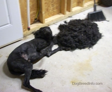 A black Labradoodle is laying on its side on the cement floor of a garage. In front of it is a pile of its hair.