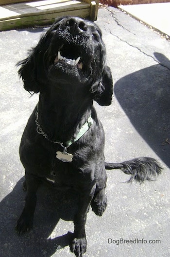 A shaved black Labradoodle is sitting on a black top. Its head is up and its mouth is slightly open showing off its white teeth