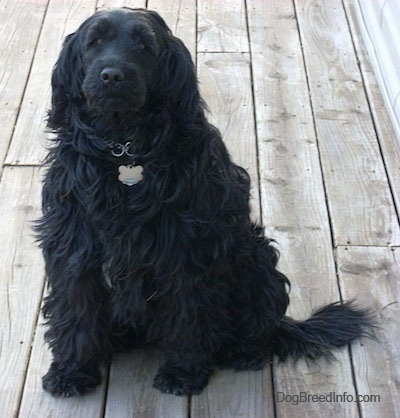 Labradoodle Dog Breed Information and Pictures