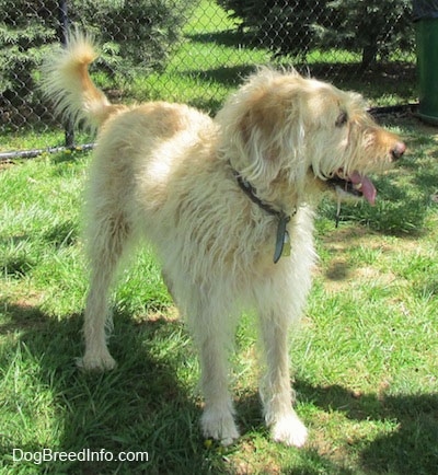 A wavy-coated, white and tan Labradoodle is standing in grass with a chain link fence behind it. It is looking to the right. Its tongue is out and mouth is open.