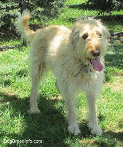 View from the front - A wavy-coated white and tan Labradoodle is standing in grass. Its mouth is open and tongue is out. There is a chain link fence behind it