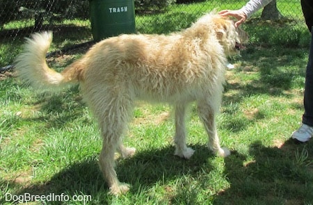 A white and tan Labradoodle is standing in grass and it is being pet by a person. There is a chain link fence and a green trash can behind it.