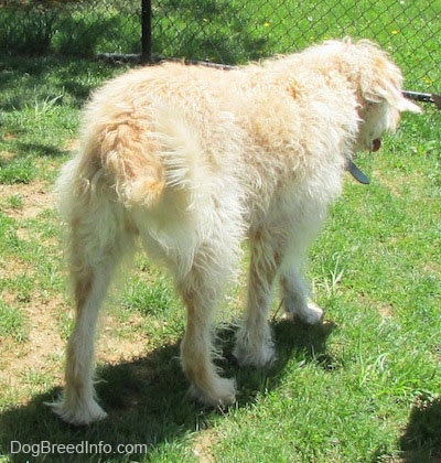 A wavy-coated white and tan Labradoodle is walking away from the camera towards a chain link fence