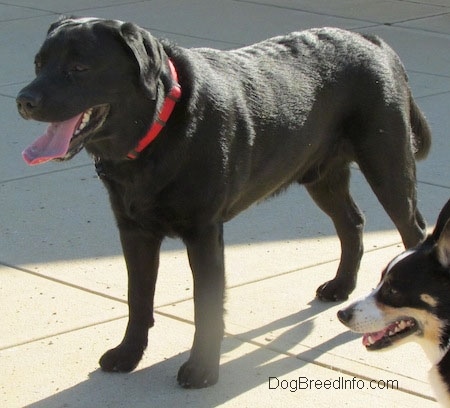 lebra black puppy