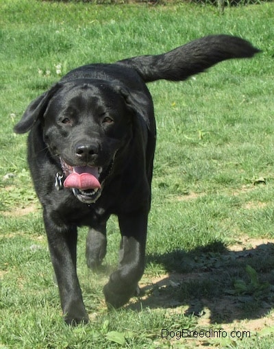 View from the front - A black Labrador Retriever is walking across grass. Its mouth is open and tongue is curled up