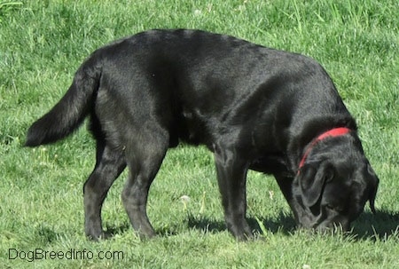A black Labrador Retriever is wearing a red collar digging its nose into grass.