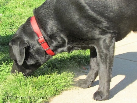 Close up upper body shot - A black Labrador Retriever is standing on concrete smelling something off to the side in the grass.