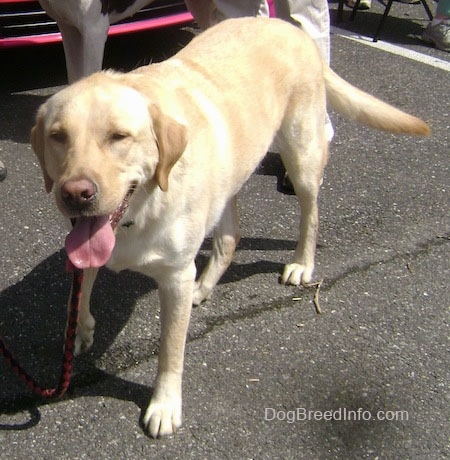 full blooded yellow lab