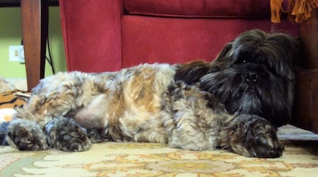 lhasa apso cocker spaniel mix puppies for sale