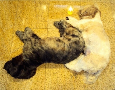 A tan and white Lha-Cocker dog and a black with tan and gray Lha-Cocker are sleeping together like a puzzle piece on a yellow tiled floor.