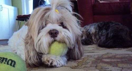 A tan with white Lha-Cocker dog has a yellow barrette in its top knot. It is laying on a rug with a tennis ball in its mouth and there is a second tennis ball in front of it. There is a darker Lha-Cocker dog laying down in the background.