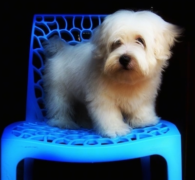 A tan Lhasa Apso is standing in a plastic blue chair looking forward.