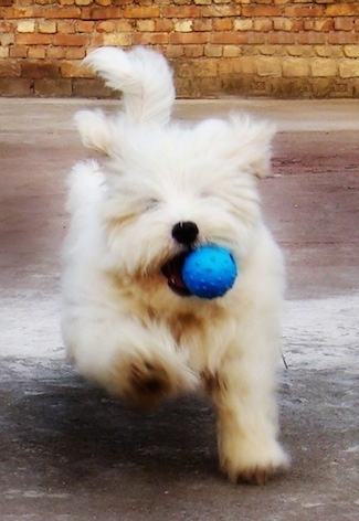 Action shot - A tan Lhasa Apso is running across a sidewalk and it has a blue ball in its mouth. There is a brick building behind it.
