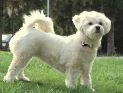 Side view - A white Lhasa-Poo is standing in grass and it is looking to the right of its body.