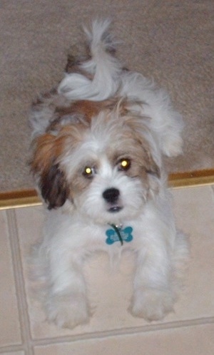 A white with brown and black Lhatese is laying in a doorway and looking up. Its front legs are on tan tiles and its back end is on a tan carpet.