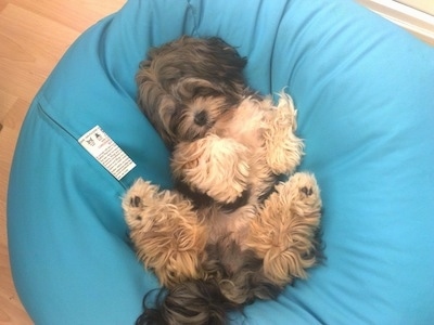 A black with tan and white Lhatese is sleeping on its back in a teal-blue bean bag chair.