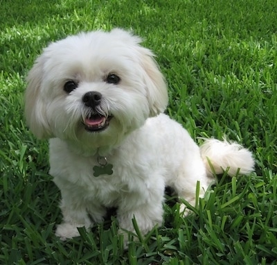 lhasa apso maltese