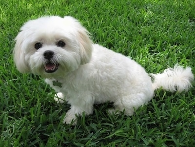 A white with tan Lhatese is sitting in grass and looking to the left of its body. Its mouth is open and it looks like it is smiling.