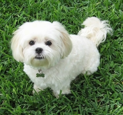 A white with tan Lhatese is sitting in grass and looking up.