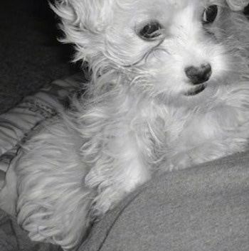 A close up black and white photo of a Lhatese puppy that is laying against a person.