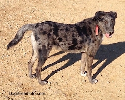 catahoula and heeler mix