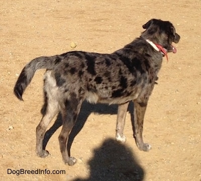 The backside of a panting, merle Louisiana Catahoula Leopard Dog/Blue Heeler is standing in dirt looking forward.