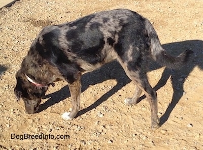 Left Profile - A merle Louisiana Catahoula Leopard Dog/Blue Heeler is smelling the ground.