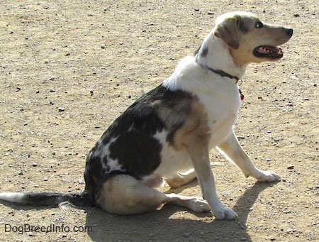 Buster the Louisiana Catahoula Leopard Dog is sitting in dirt