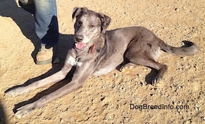 Dixie the Catahoula Leopard Dog is laying in dirt and there is a person next to her