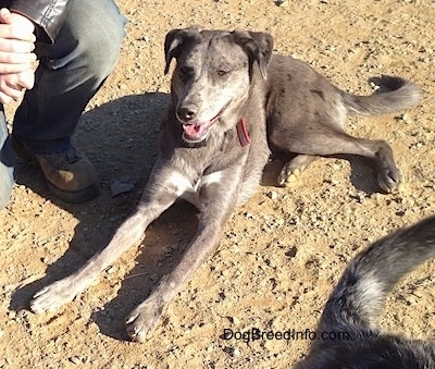 Dixie the Catahoula Leopard Dog is laying in dirt next to a person and behind another dog