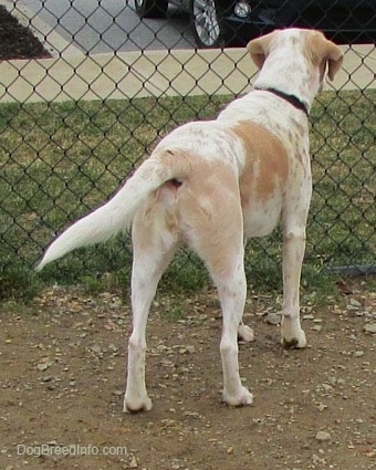 View from behind - A white with tan ticked Mally Foxhound is standing in dirt and looking out of a chain link fence into a parking lot.