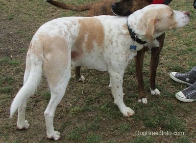 A white with tan ticked Mally Foxhound is standing in front of a person in grass. There is a brown brindle dog next to it that has its head on the back of the Mally Foxhound.